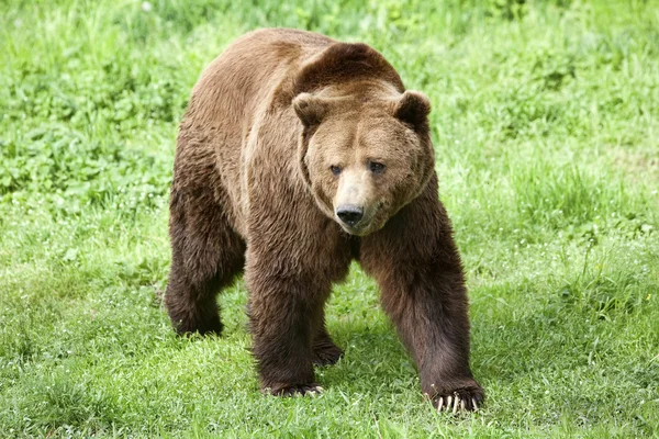Αρσενικά καφέ αρκούδα — Φωτογραφία Αρχείου
