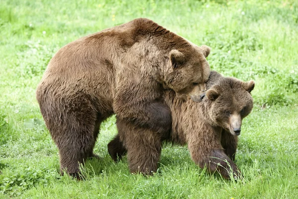 Ведмеді спаровування — стокове фото
