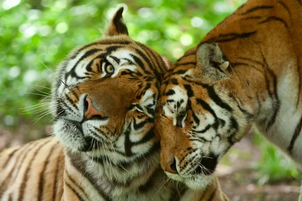 Мужчина и женщина-тигр — стоковое фото