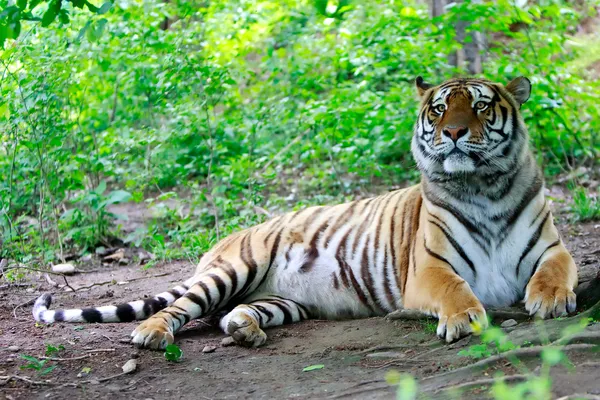 Tigre macho bengalí —  Fotos de Stock