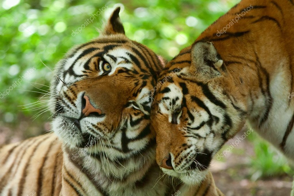 Pictures Female Tiger Male And Female Tiger Stock Photo