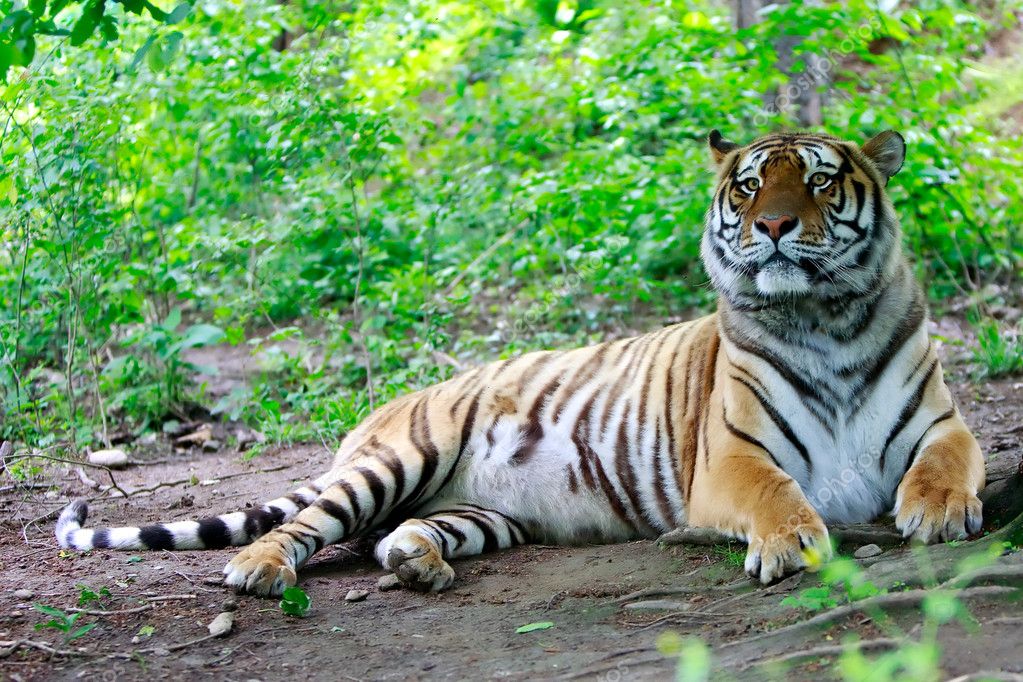 Bengalese Male Tiger — Stock Photo © ammmit #3165204