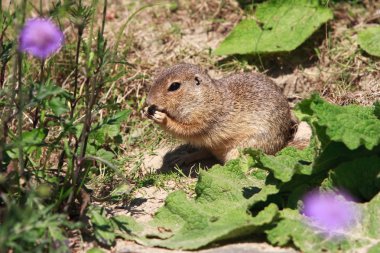 Field Mouse clipart