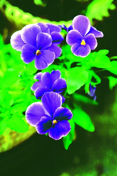 Blumensprache — Stockfoto