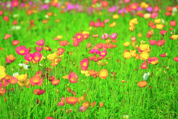 Linguagem floral — Fotografia de Stock