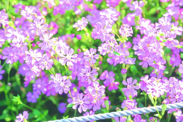 Linguaggio dei fiori — Foto Stock