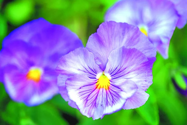 Blumensprache — Stockfoto