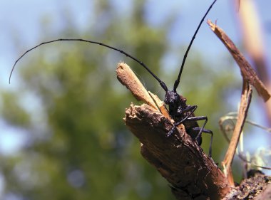 Büyük bir bıyıkla beetle