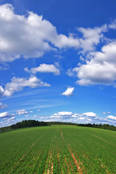 stock image Panorama of a field with clouds