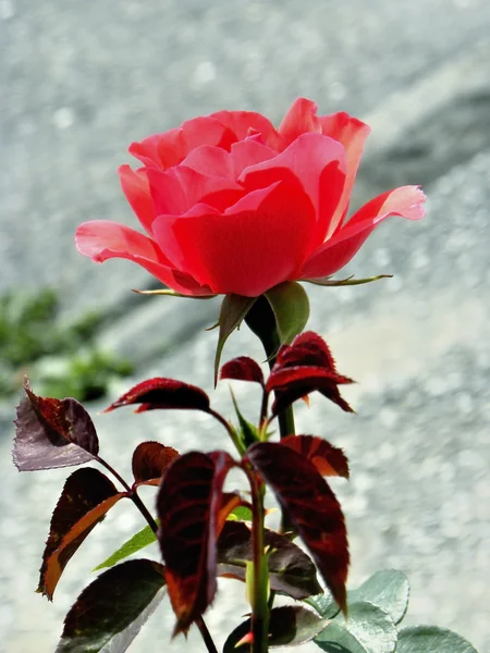 Rosa rose – stockfoto