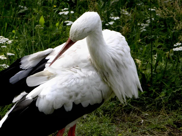 Stork — Stock Photo, Image