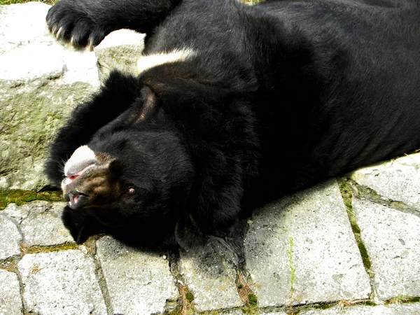 Гималайский чёрный медведь — стоковое фото