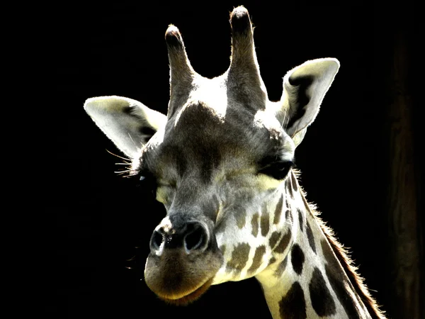 Giraffe's head — Stock Photo, Image