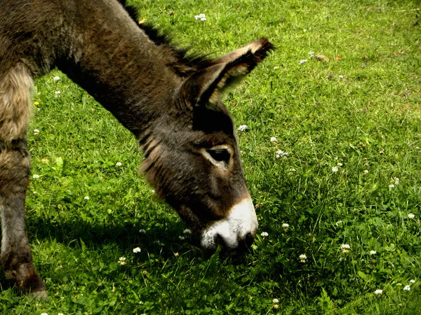 A donkey — Stock Photo, Image