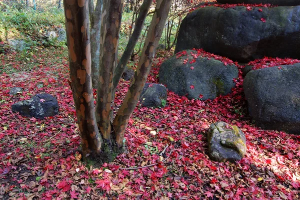 Autumnal nature — Stock Photo, Image