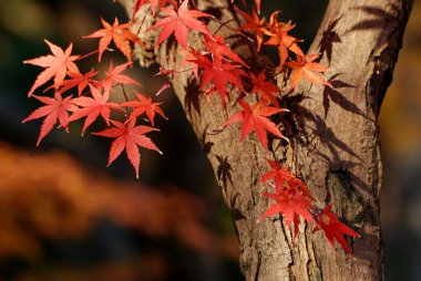 Autumnal maple tree clipart