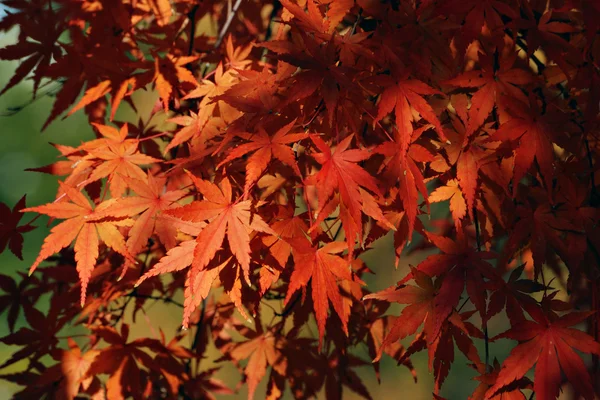 Autumnal maple leafs — Stock Photo, Image