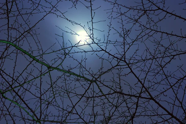 Moon between branches — Stock Photo, Image