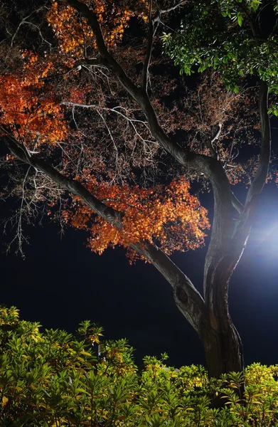 Gece Akça ağaç — Stok fotoğraf