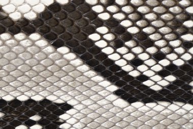 Snake skin leather material clipart