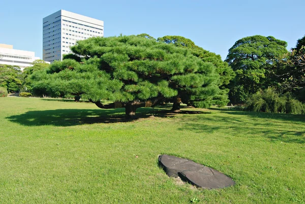 Zen-trädgård — Stockfoto