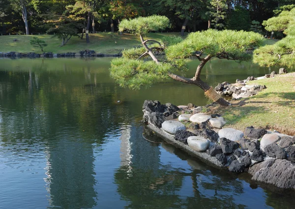 日本の松 — ストック写真