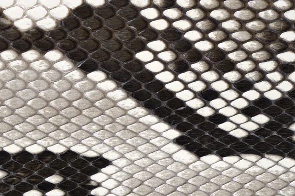 蛇皮肤皮革材料 — 图库照片