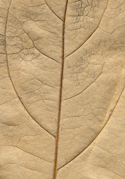Jesienny liść makro powierzchnia — Zdjęcie stockowe