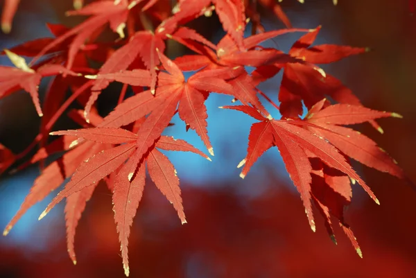Autumnal maple leafs — Stock Photo, Image