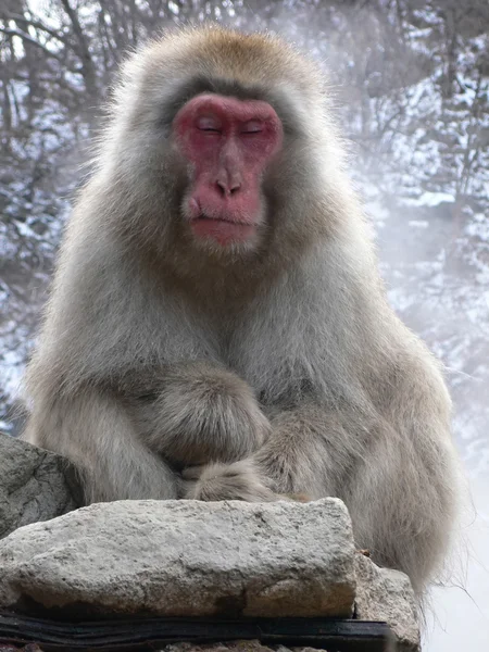 Japanska makak avkopplande — Stockfoto
