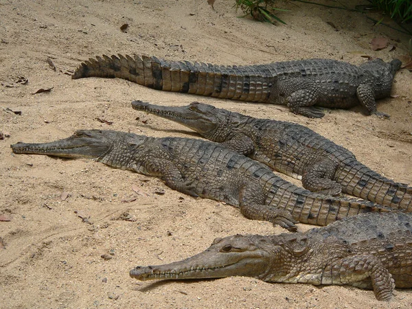 Krokodýli na pláži — Stock fotografie