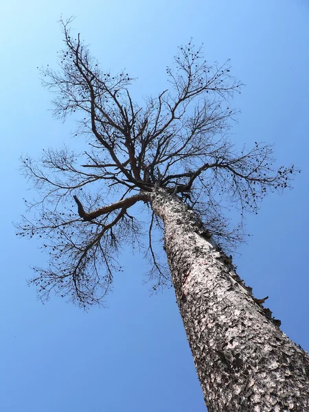 Модрина дерево — стокове фото