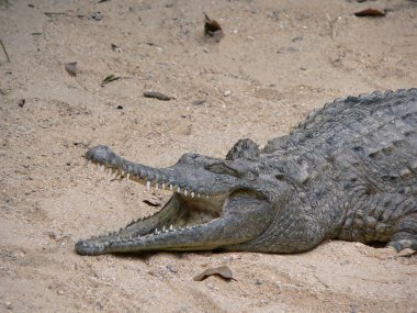 Freshwater crocodile clipart