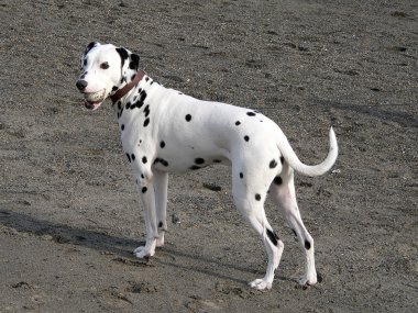 Dalmatian dog clipart