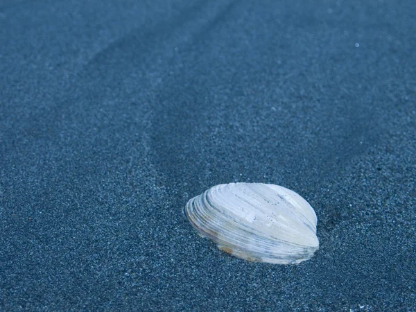 Morze muszla makro — Zdjęcie stockowe