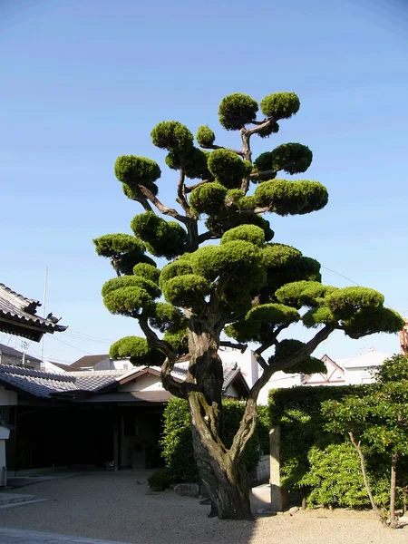 Japońskie drzewo — Zdjęcie stockowe