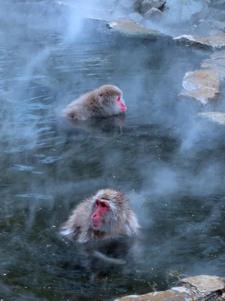 Macaques in hot spring — Stock Photo, Image