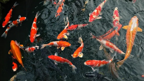 Muitos peixes de carpa — Fotografia de Stock