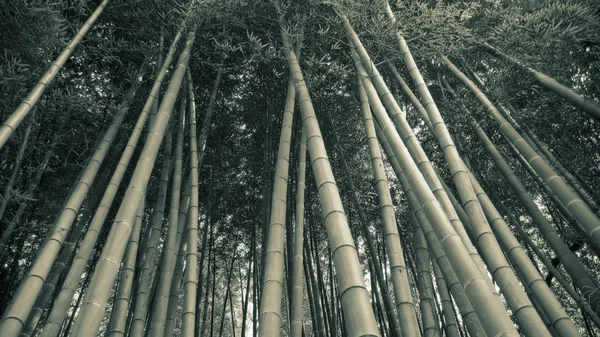 Fondo del bosque de bambú — Foto de Stock