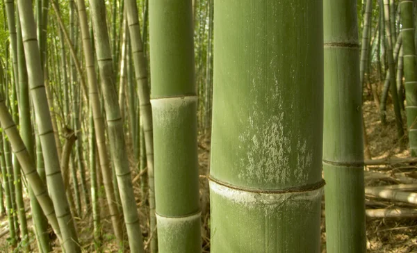 Green bamboo background — Stock Photo, Image