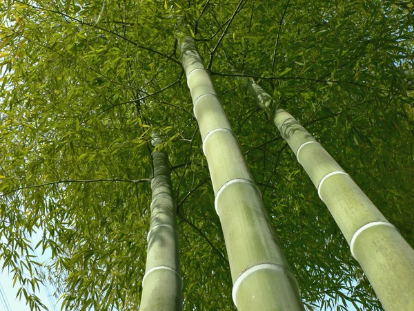 Bamboo trees look up — Stock Photo, Image