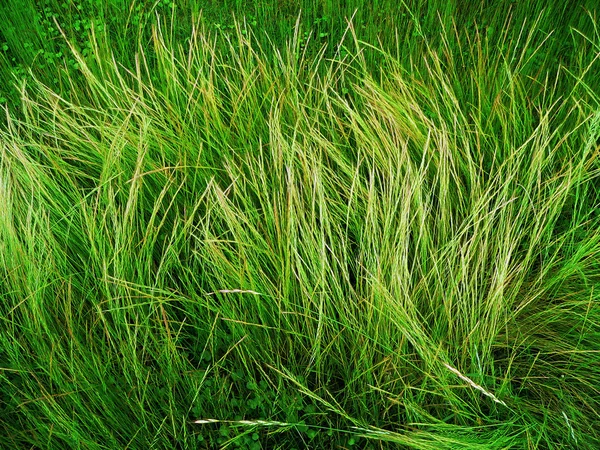 Vilda gräs bakgrund — Stockfoto