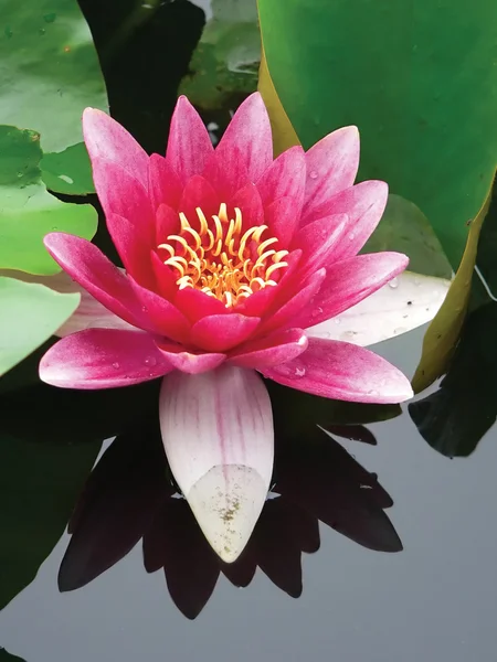 Kwiat lotosu z bliska — Zdjęcie stockowe