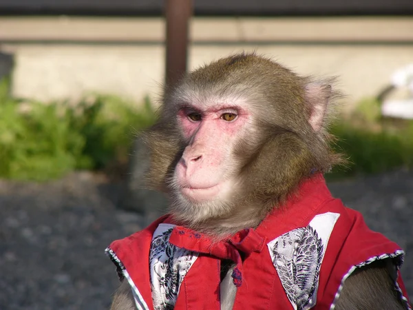 Macaco giapponese in costume da spettacolo — Foto Stock