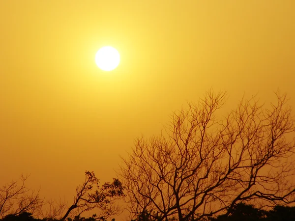 stock image Evening sun and bare tree branches