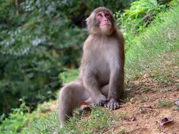 Macaco japonés en el bosque — Foto de Stock