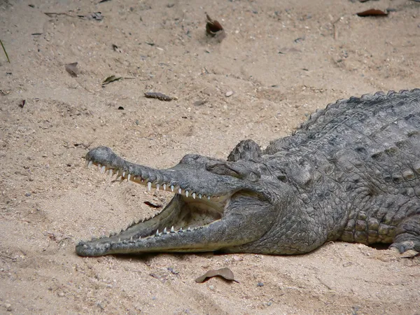 Édesvízi krokodil — Stock Fotó