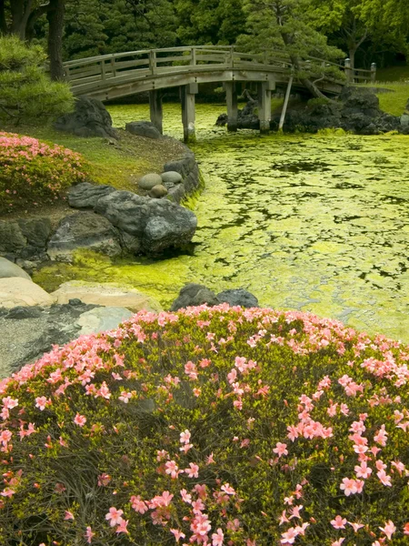 Japán kert — Stock Fotó
