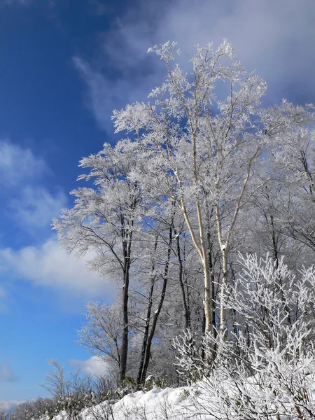 Inverno floresta vertical — Fotografia de Stock