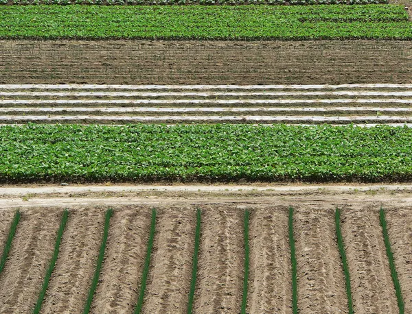 Hintergrund Landwirtschaft — Stockfoto